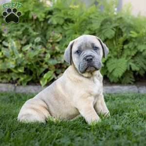 Ivanka, Cane Corso Puppy